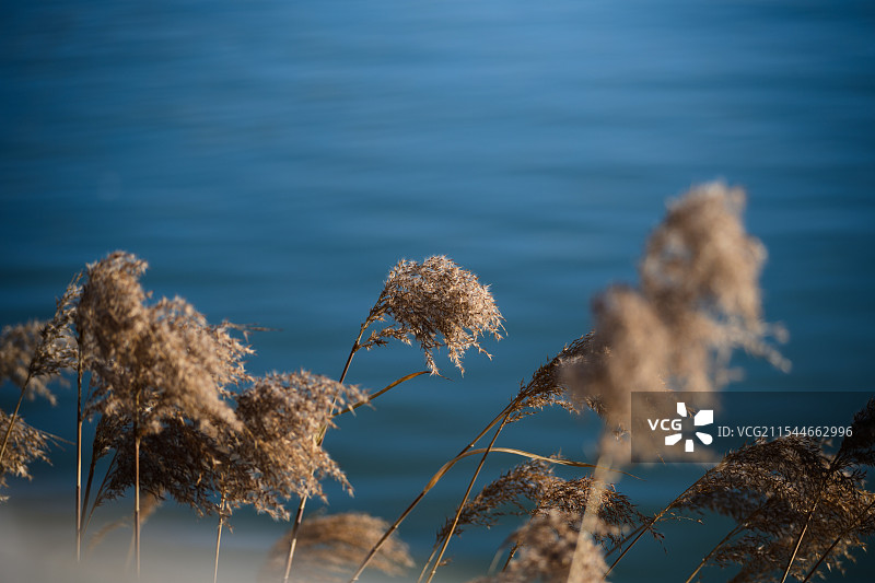 芦花荡漾图片素材