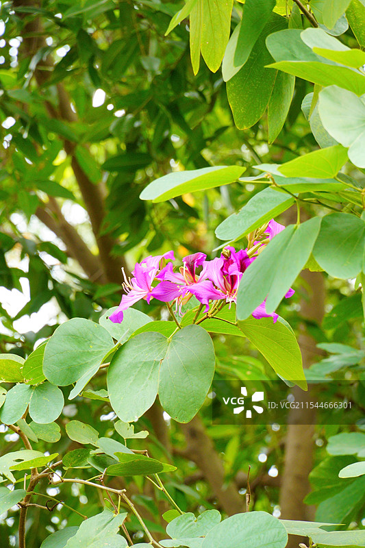 羊蹄甲花朵特写 植物特写图片素材