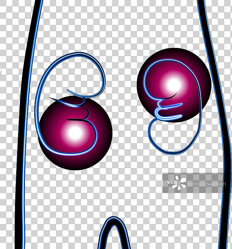 带有霓虹效果的人类肾脏图片素材