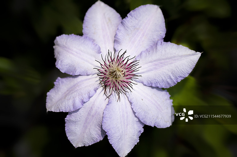 盛开的粉色铁线莲花朵特写图片素材