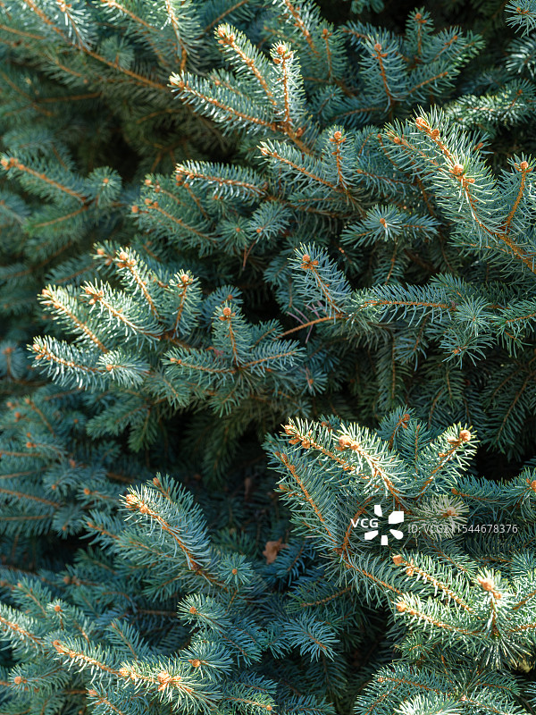 松树枝图片素材