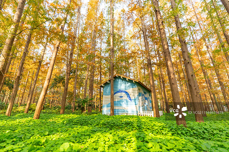 绿野仙踪 - 上海崇明岛东平国家森林公园图片素材