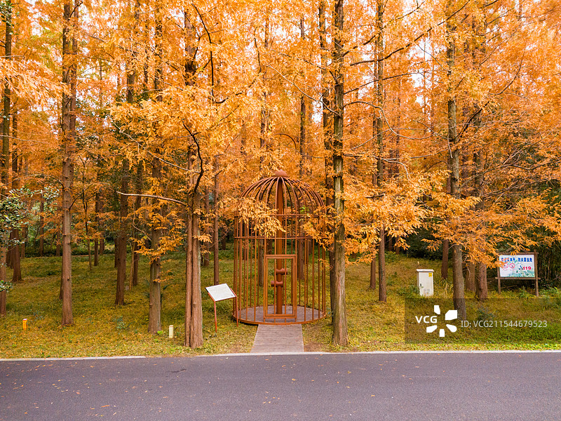 水杉航拍 - 上海崇明岛东平国家森林公园图片素材