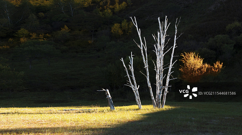 阳光下干枯的小树图片素材