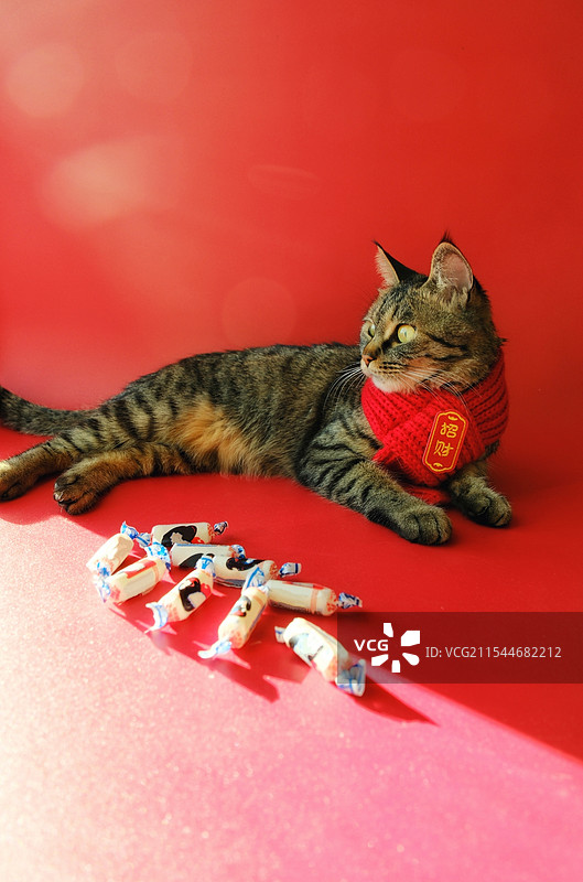 2025红色背景下。新年招财猫和大白兔奶糖图片素材