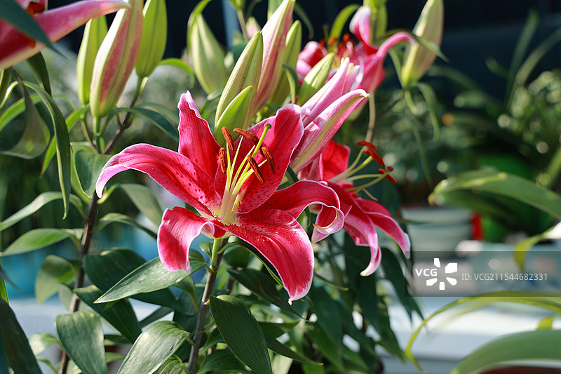 甘肃康县滨河路花卉市场盛开的百合花图片素材