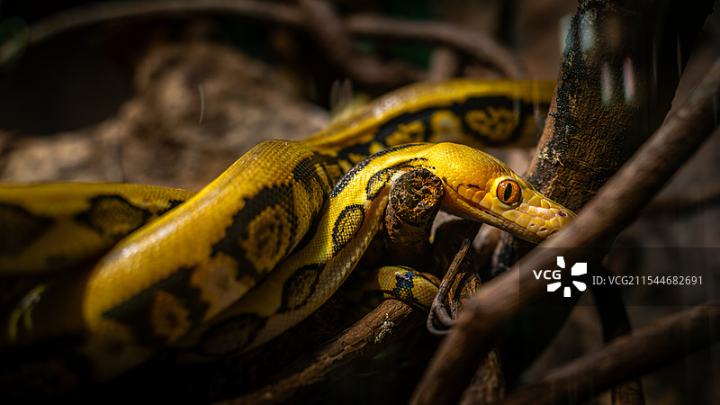 金蛇秘境图片素材