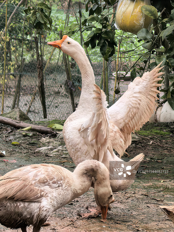 农家土鹅图片素材