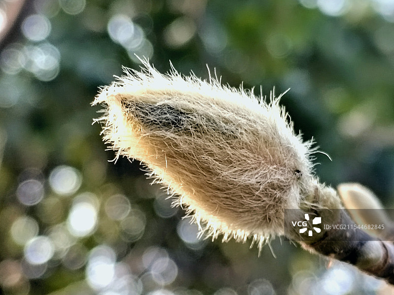 《玉兰花苞》图片素材