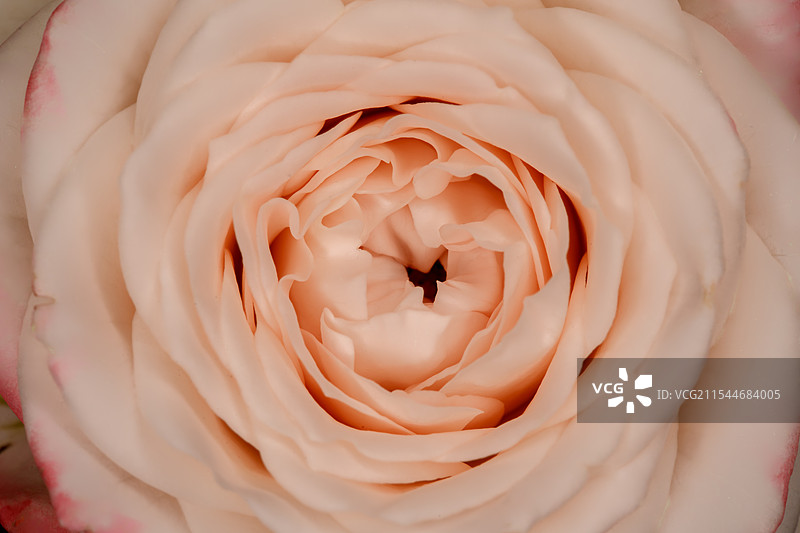 特写镜头下的粉色玫瑰花朵图片素材