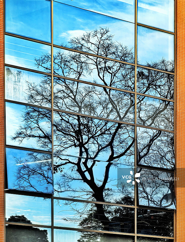 玻璃墙上的树影图片素材