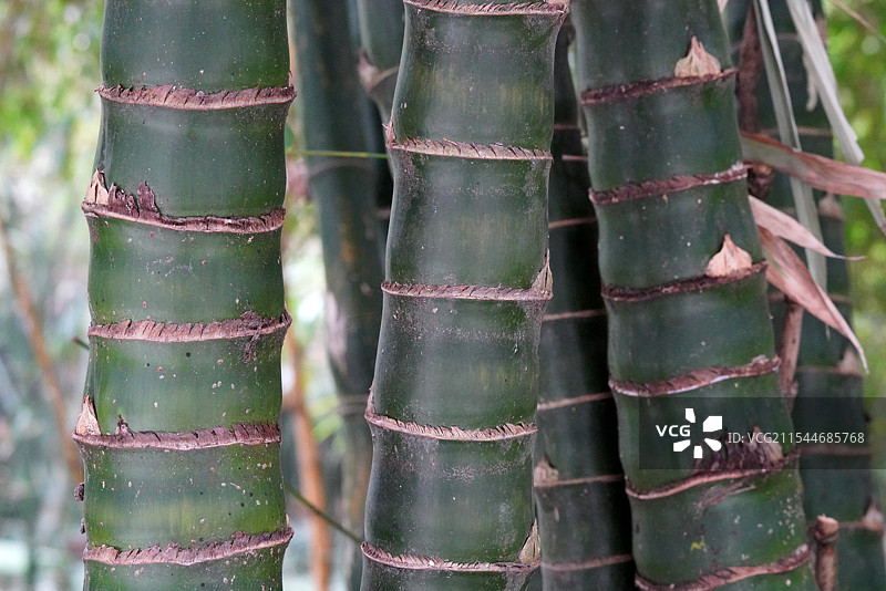 佛肚竹，罗汉竹图片素材