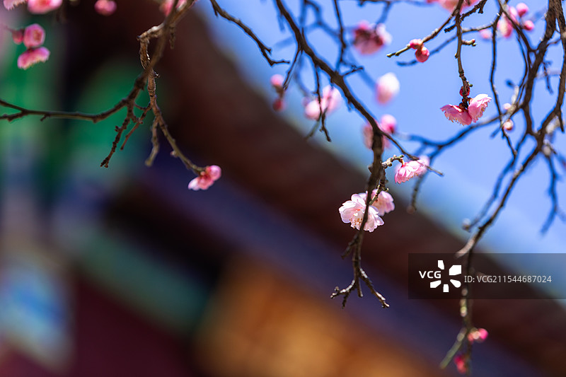 粉红梅花绽放枝头图片素材