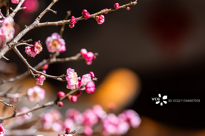 粉红梅花绽放枝头图片素材