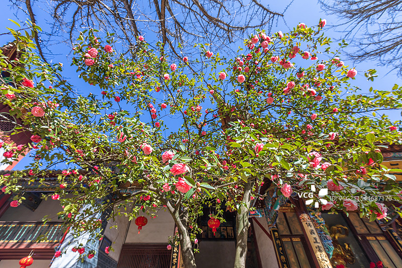 粉红山茶花盛开图片素材