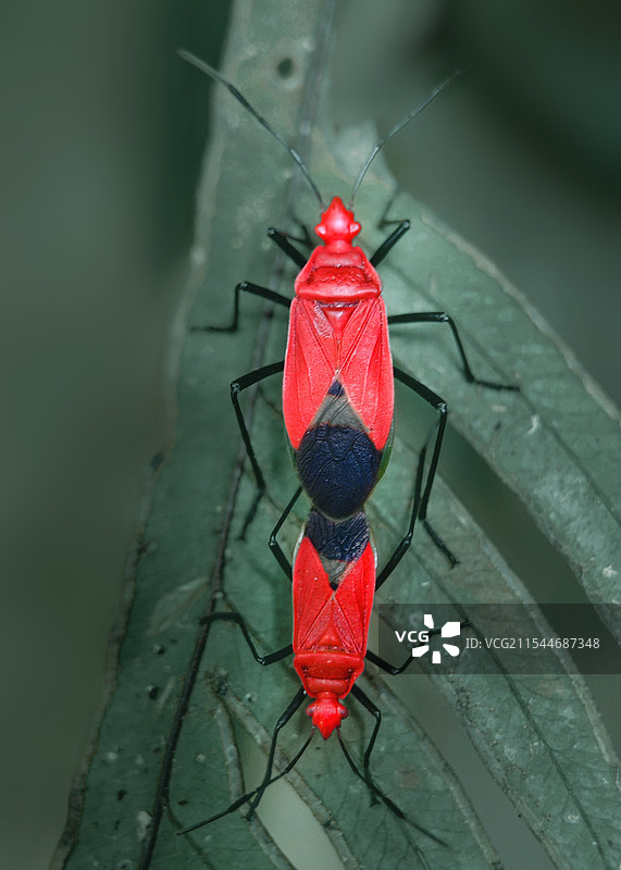 红蝽虫之恋图片素材