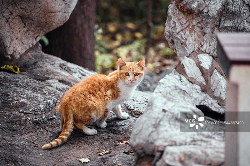 可爱的流浪小猫图片素材