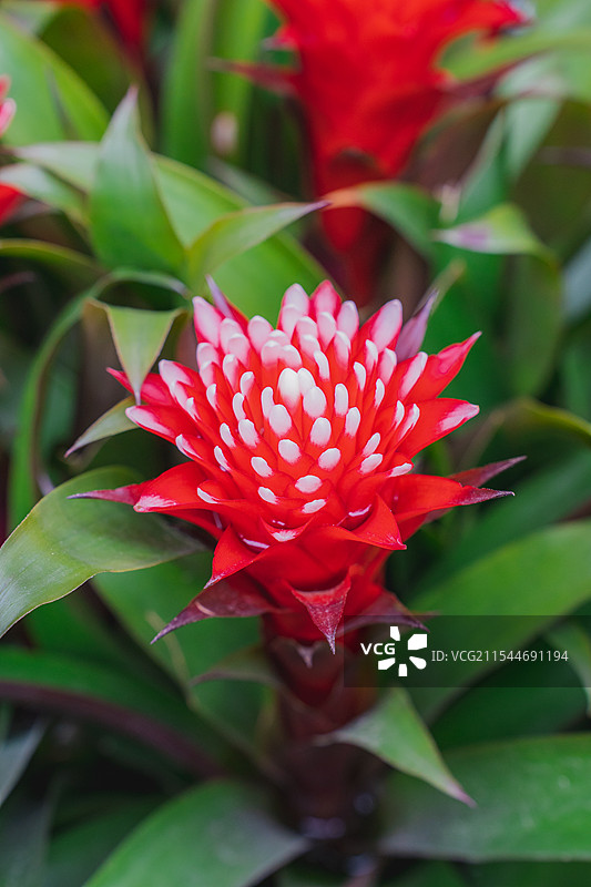 深圳|爱国路花市|年花图片素材