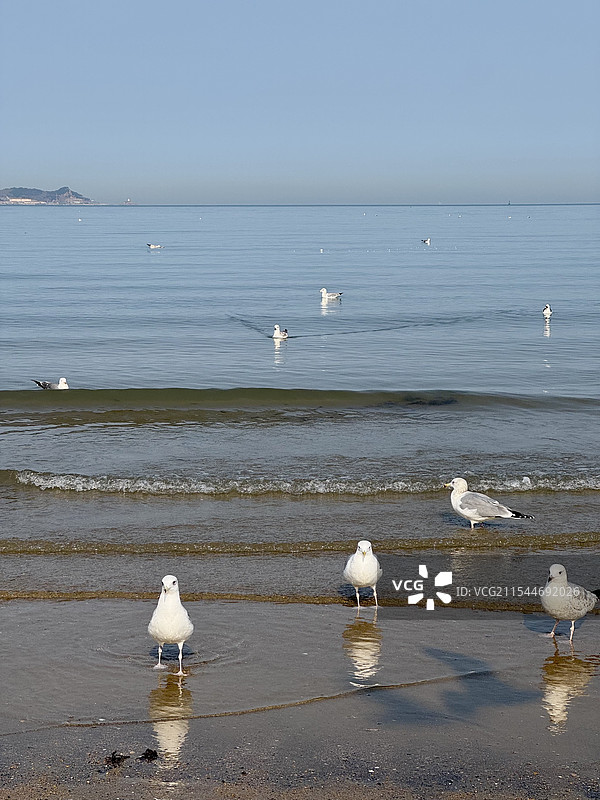 冬季大海与海鸥图片素材