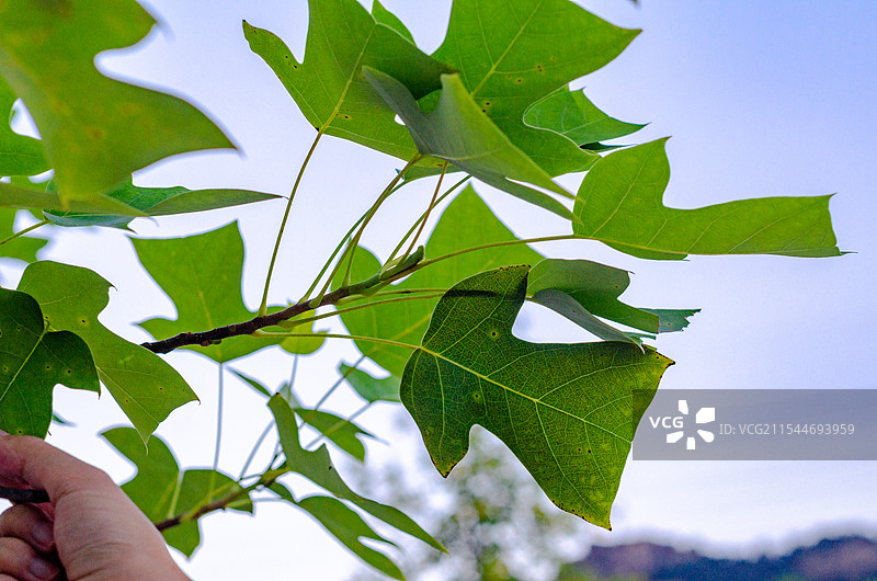 手去攀鹅掌楸上的树叶图片素材