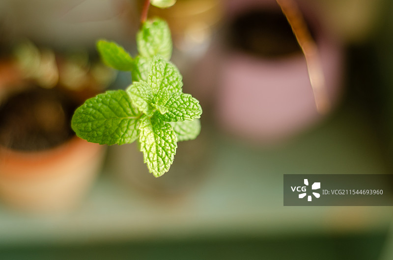 阳台花盆中种植的薄荷长出新叶图片素材