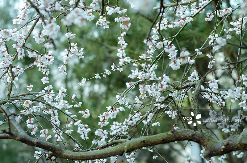 春天的白梅绽放图片素材