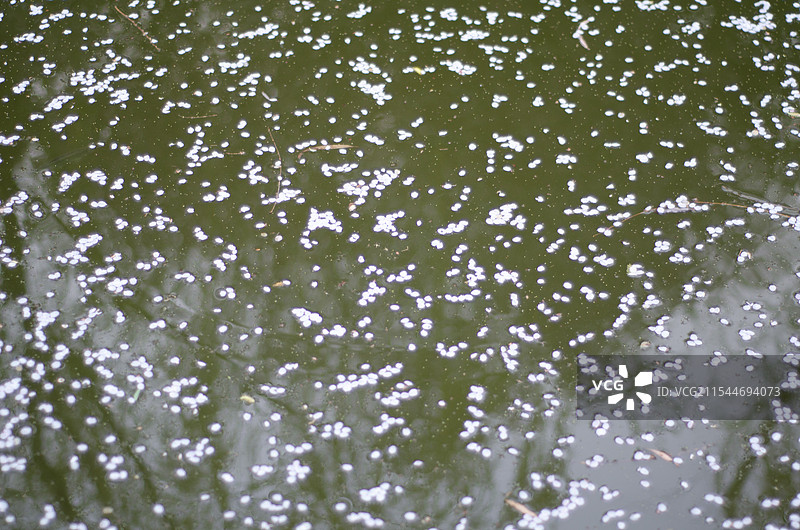 水中的落花图片素材