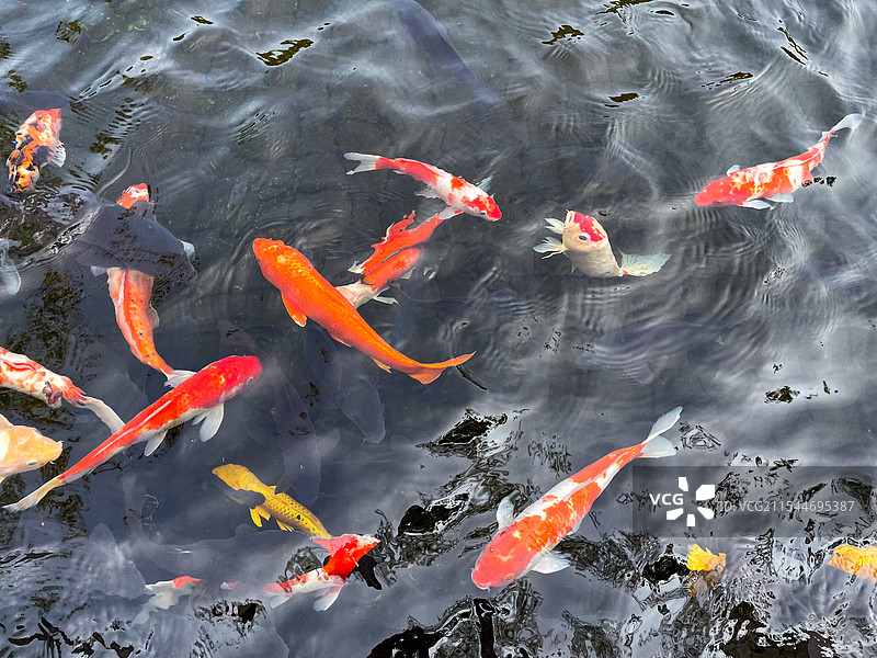 大锦鲤池图片素材