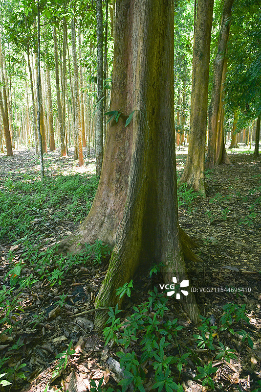 西双版纳热带雨林 树干图片素材