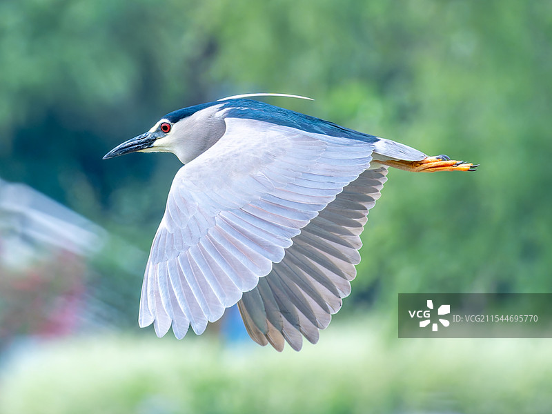 飞行的夜鹭图片素材