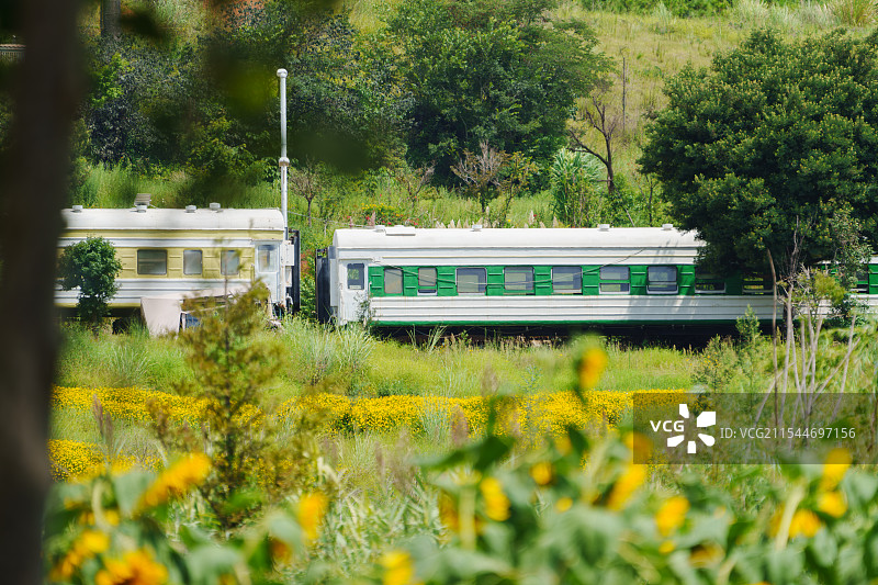绿皮火车与向日葵田图片素材