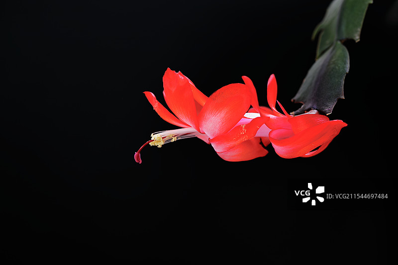 黑色背景下的红花特写镜头图片素材