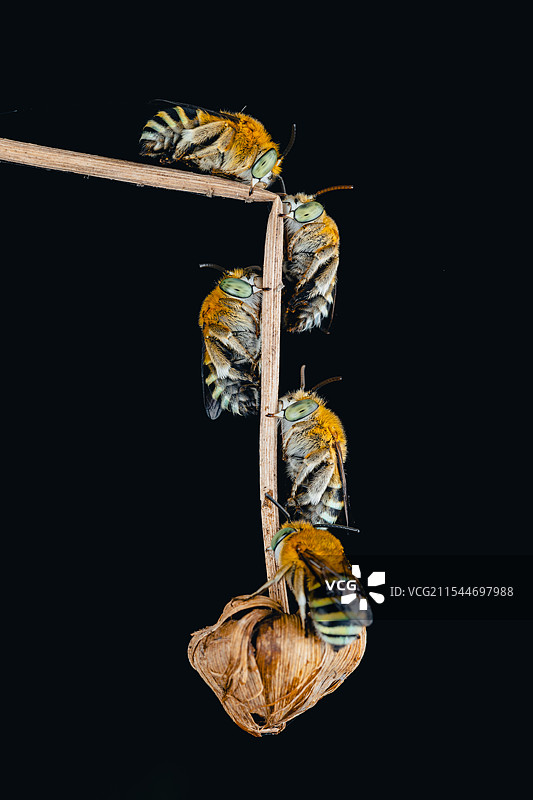 无垫蜂图片素材