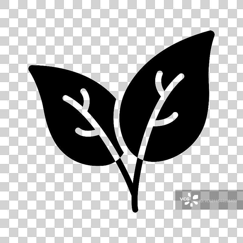 咖啡叶图片素材