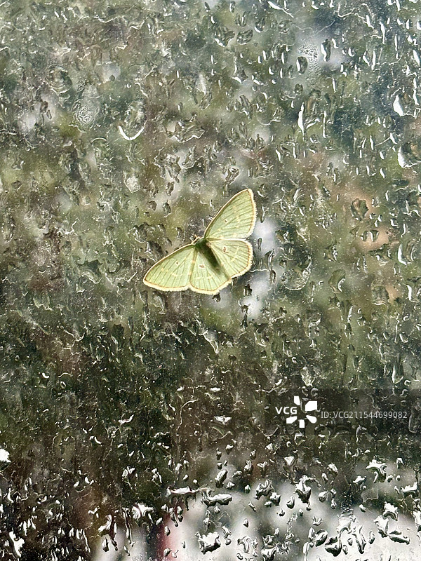 玻璃窗上的蝴蝶图片素材