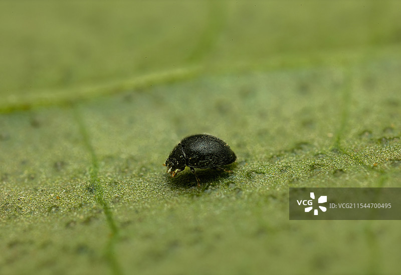 小黑虫图片素材