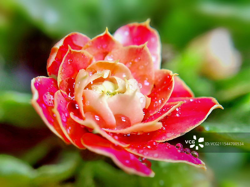 长寿花图片素材