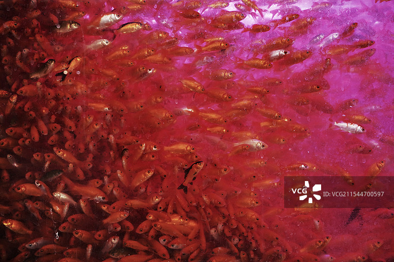 高密度养殖鱼缸里的小金鱼草金草鱼群红色喜庆诡异拥挤猎奇精神污染图片素材