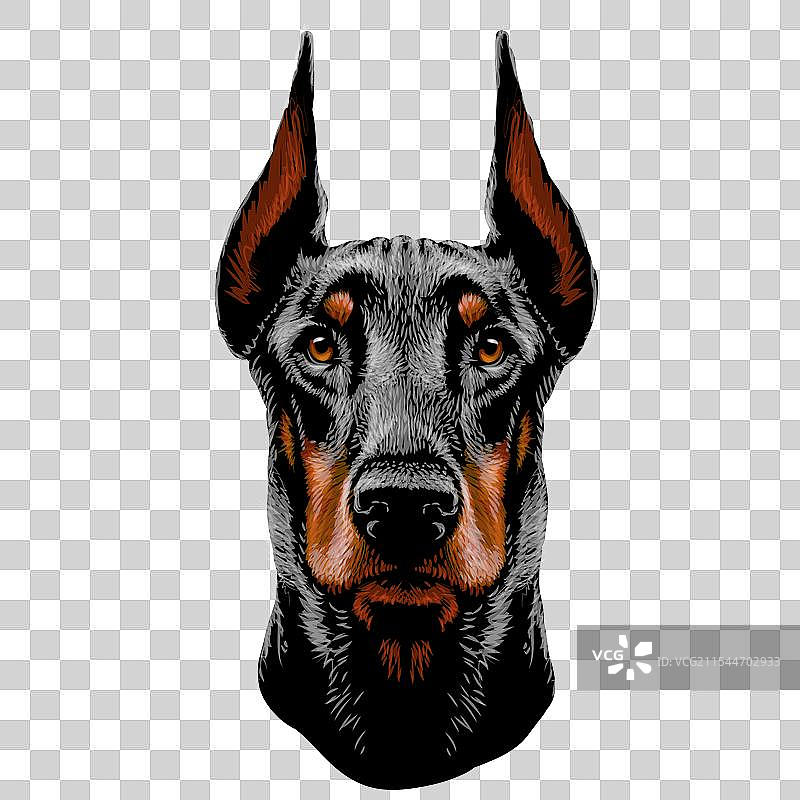 杜宾犬图片素材