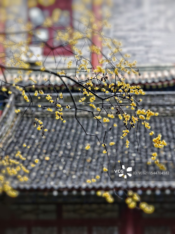 大兴善寺蜡梅图片素材