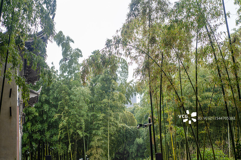 上海园林的一片竹林图片素材