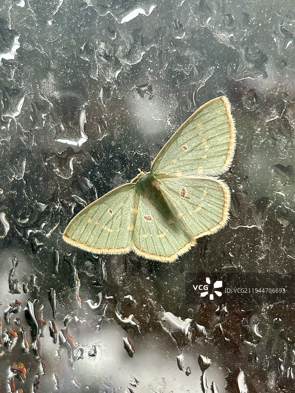 玻璃窗上的蝴蝶特写图片素材