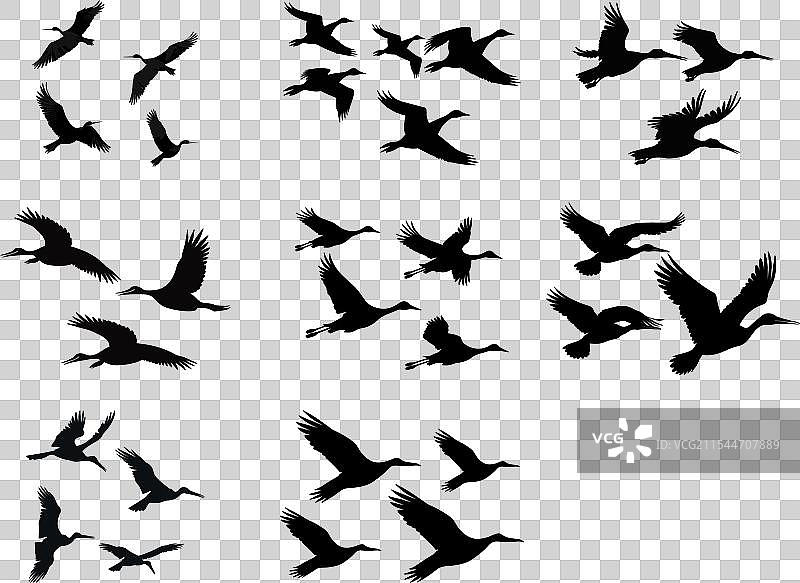 鹈鹕飞翔的剪影，一群鸟在空中飞翔图片素材