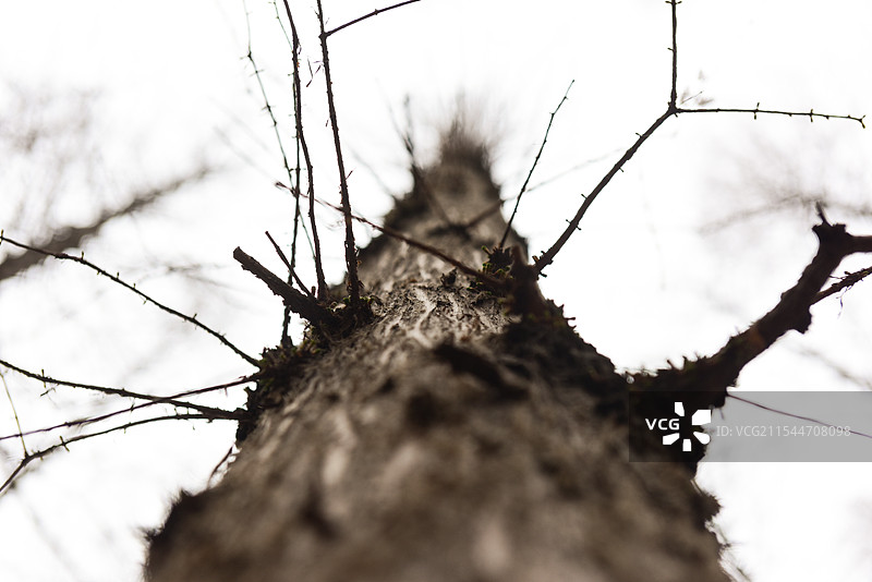 光秃秃的树对着天空的特写镜头图片素材