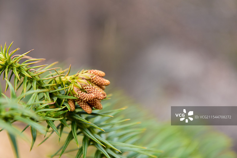植物上的松果特写镜头图片素材