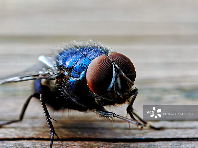 苍蝇复眼微距图片素材