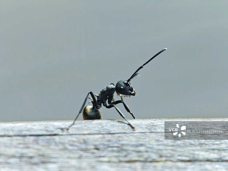 攀爬的蚂蚁微距图片素材