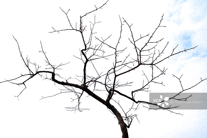 冬季光秃的树枝图片素材