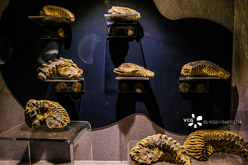 中国河南郑州河南自然博物馆馆藏文物精品，古生物化石，遗物化石，生物演化进程，马达加斯加海胆，白垩世，图片素材