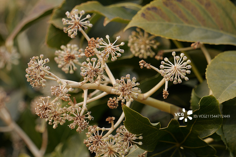 八角金盘图片素材